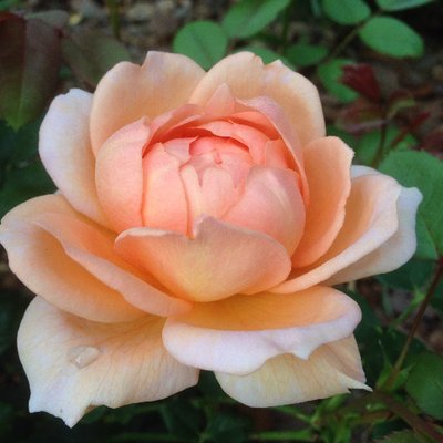 Profile Picture of Anne Springfield (@momstillhome) on Twitter