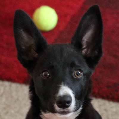 Profile Picture of Tim Thorp (@TimThorp) on Twitter