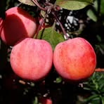 Profile Picture of Ernesta Siciliano (@Ernesta-Siciliano) on Facebook