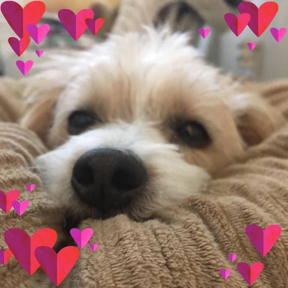 Profile Picture of Haruhi Takemori (@cookina) on Poshmark