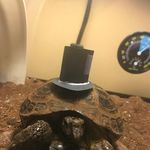 Profile Picture of Julia Whalen (@jayfeather1789) on Instagram