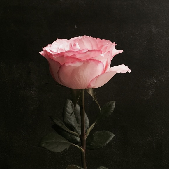 Profile Picture of Clara Junemann (@clarajune) on Poshmark