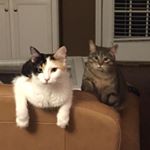 Profile Picture of Alberta Ortiz-Ganem (@kitty_love_72) on Instagram