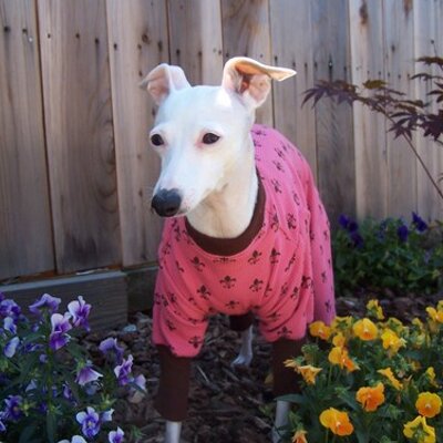 Profile Picture of Nancy Gutierrez (@NANCYSDOGPAWS) on Twitter