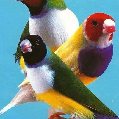 Profile Picture of Gregorio Robles (@Gregori86659314) on Twitter