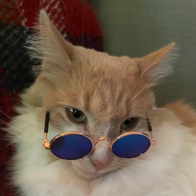 Profile Picture of Nick Pucillo (@NickP121) on Twitter