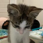 Profile Picture of Ariel (@5.starr.ariel) on Instagram