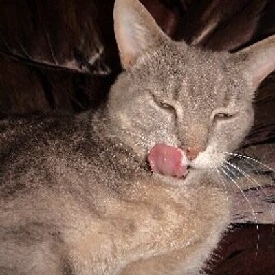 Profile Picture of Leah Bauer (@leahab95) on Twitter