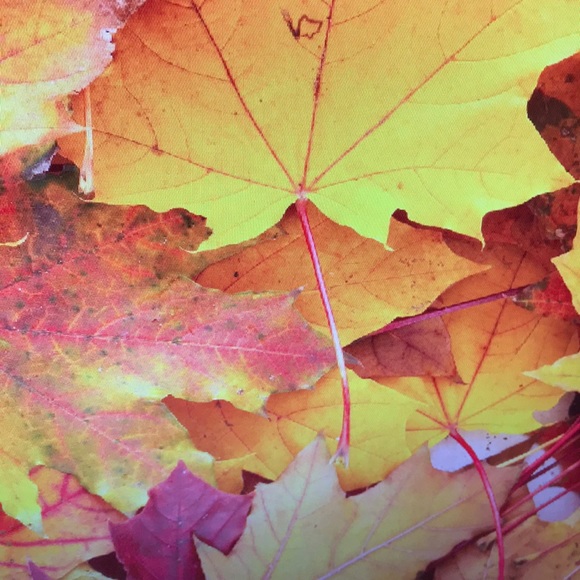 Profile Picture of Debra Stevens (@cleaningfreak3) on Poshmark