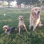 Profile Picture of 🐶DRACO, TOM y BUDDY🐶 (@dratoddy) on Instagram