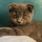 Profile Picture of Juliette (@juliette.scottishfoldcat) on Instagram