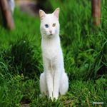 Profile Picture of Linda Moore (@osakinahanton) on Instagram