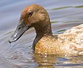 Profile Picture of Domestic duck - Wikipediaon Wikipedia