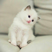 Profile Picture of XUE BIN LIM (@xuebinlim2592) on Youtube