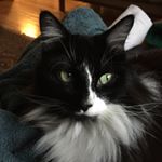 Profile Picture of Joshua Logue (@juggalogue) on Instagram