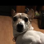 Profile Picture of Anthony Weiser (@daisy_the_rat_terrier_45679) on Instagram