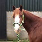 Profile Picture of ellie & brian💕 (@equine.ellie2) on Instagram