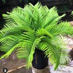 Profile Picture of 🌵سيكاس🌵 (@cycas_plants) on Instagram