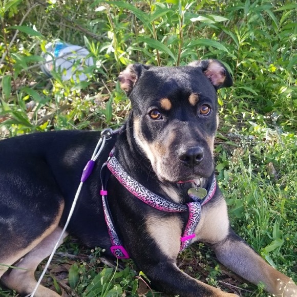 Profile Picture of Jennifer Likens (@likens190) on Poshmark