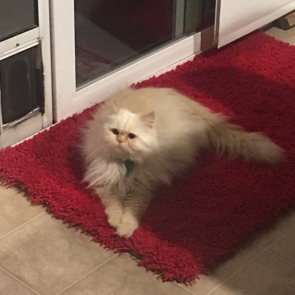 Profile Picture of Debbie Caruso (@dc7026220902) on Poshmark