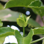 Profile Picture of Ken Hoang (@h.t.d.t) on Flickr