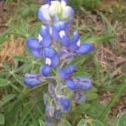 Debbie Armstrong - Pinterest Profile Picture of Debbie Armstrong (@darmstrong82) on Pinterest