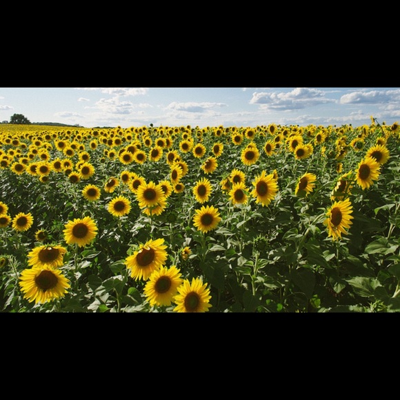 Profile Picture of Lisa Heltsley (@hellomisalarie) on Poshmark