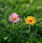 Profile Picture of Khadiza Kabir (@khadiza.kabir.42836) on Facebook