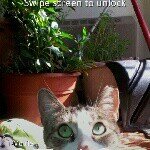 Profile Picture of Rachel KAYA Rawlinson (@pandoliving) on Instagram