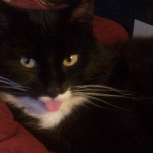 Profile Picture of Krista Hirt (@topazkat73) on Myspace