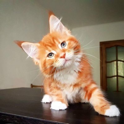 Profile Picture of Tabitha Franks (@maggie_ruppert) on Twitter