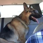 Profile Picture of Eric Fiebiger (@rommels357) on Instagram