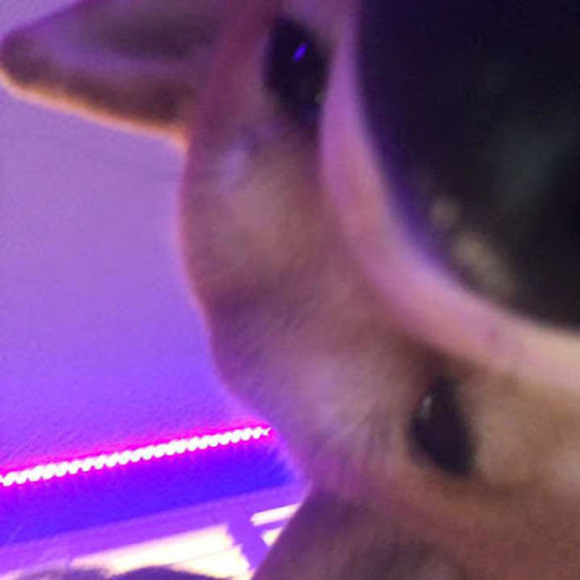 Profile Picture of Joshua Limtiaco (@joshualimtiaco) on Poshmark