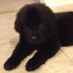 Profile Picture of Candice Adkins (@froggyninja11) on Instagram