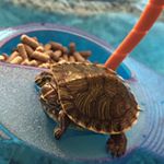 Profile Picture of Tico Perez Diaz (@tiny.tico) on Instagram