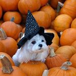 Profile Picture of 私は昼寝が好き (@jaime_la_sieste) on Instagram