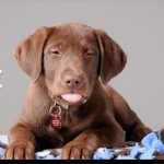 Profile Picture of Lacey Fae Morgan Lloyd (@nasket) on Instagram