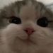 Profile Picture of pechuraaa (@pechuraaa) on Pinterest