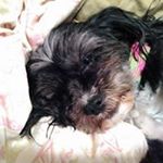 Profile Picture of Stacie Patton (@pattonstacie) on Instagram