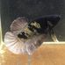 Profile Picture of Thabthim Betta (@thabthim.betta.5) on Facebook