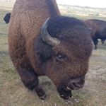 Profile Picture of Baba (@buffalojanet) on Instagram