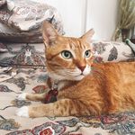 Profile Picture of Tiger The Ginger Cat (@tigerthestalker) on Instagram