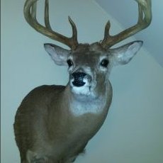 Profile Picture of Terry Grimm (@tlgrimm11) on Twitter