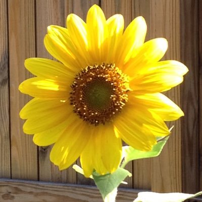 Profile Picture of Sue Sutter (@PinkSheetSutter) on Twitter