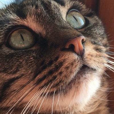 Profile Picture of So Calvin Broadus (@socalvinbroadus) on Twitter