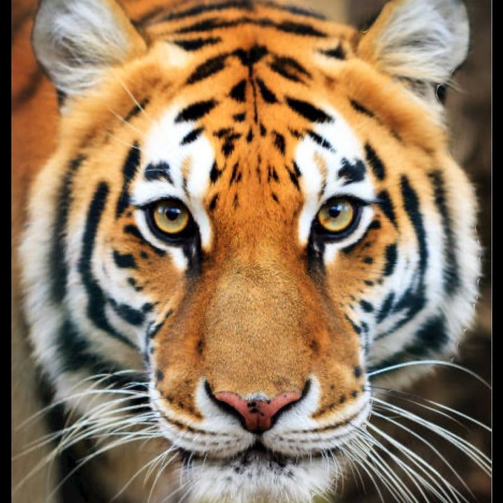 Profile Picture of ernestkwart (@ernestkwart) on Tiktok