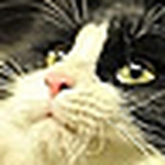 Profile Picture of Li Jia (@go707) on Flickr