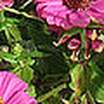 Profile Picture of Ebarthelmas2007 (@ebarthelmas2007) on Flickr