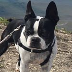 Profile Picture of Rex Wolf (@rexbowwow) on Instagram