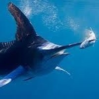 Profile Picture of Joshua Hallam (@joshua-hallam-6) on Quora